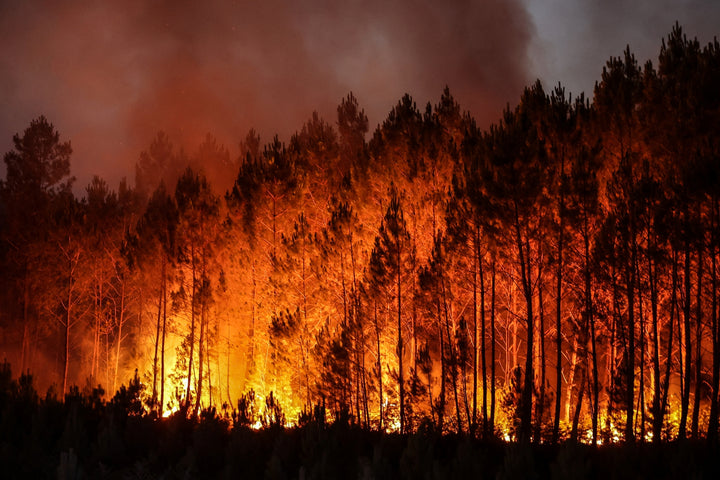 Financement de 500 plants pour reforester les forêts du Sud-Ouest 🌲